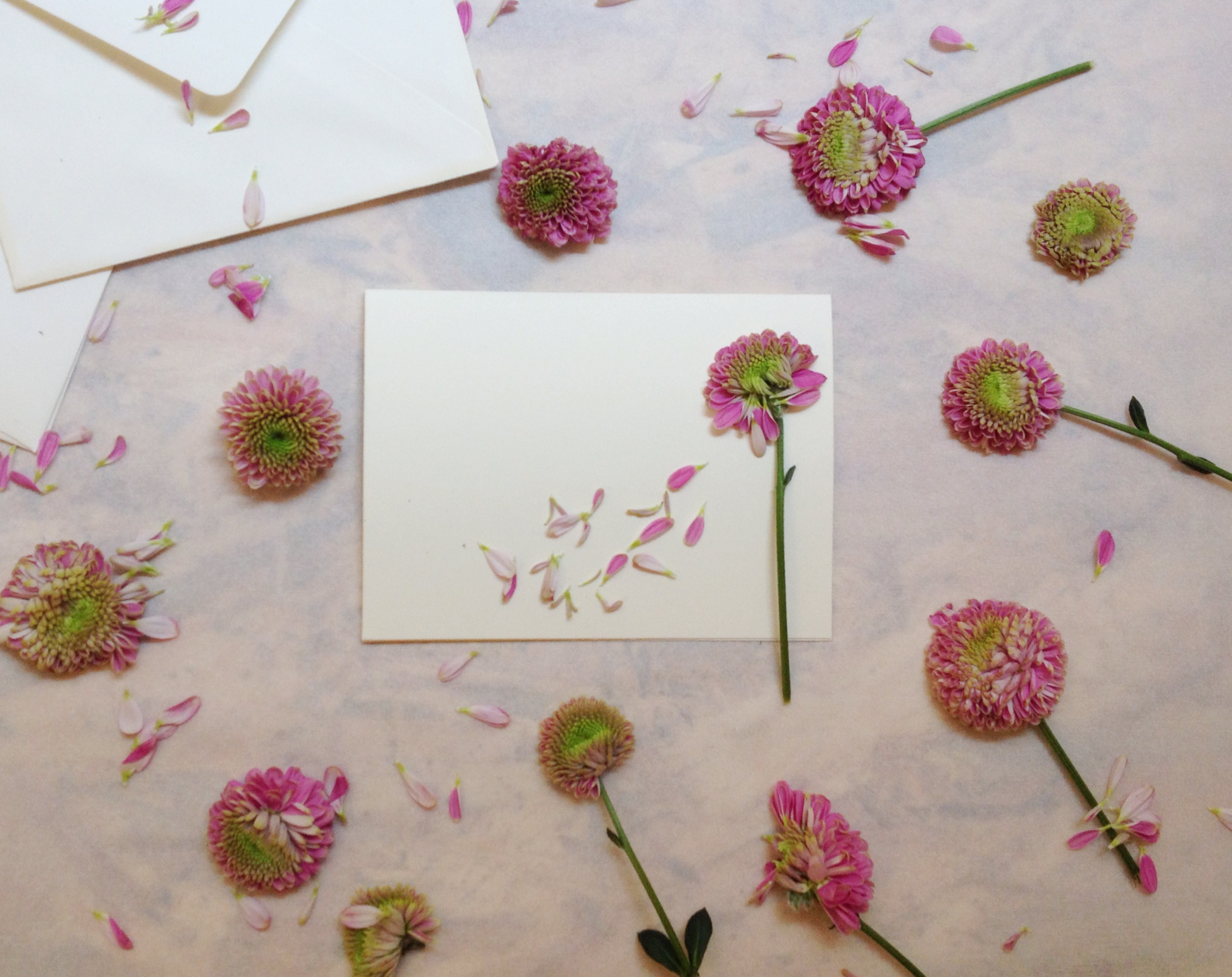 Flores prensadas pequeñas flores secas Scrapbooking DIY flor preservad–  Flowerhint