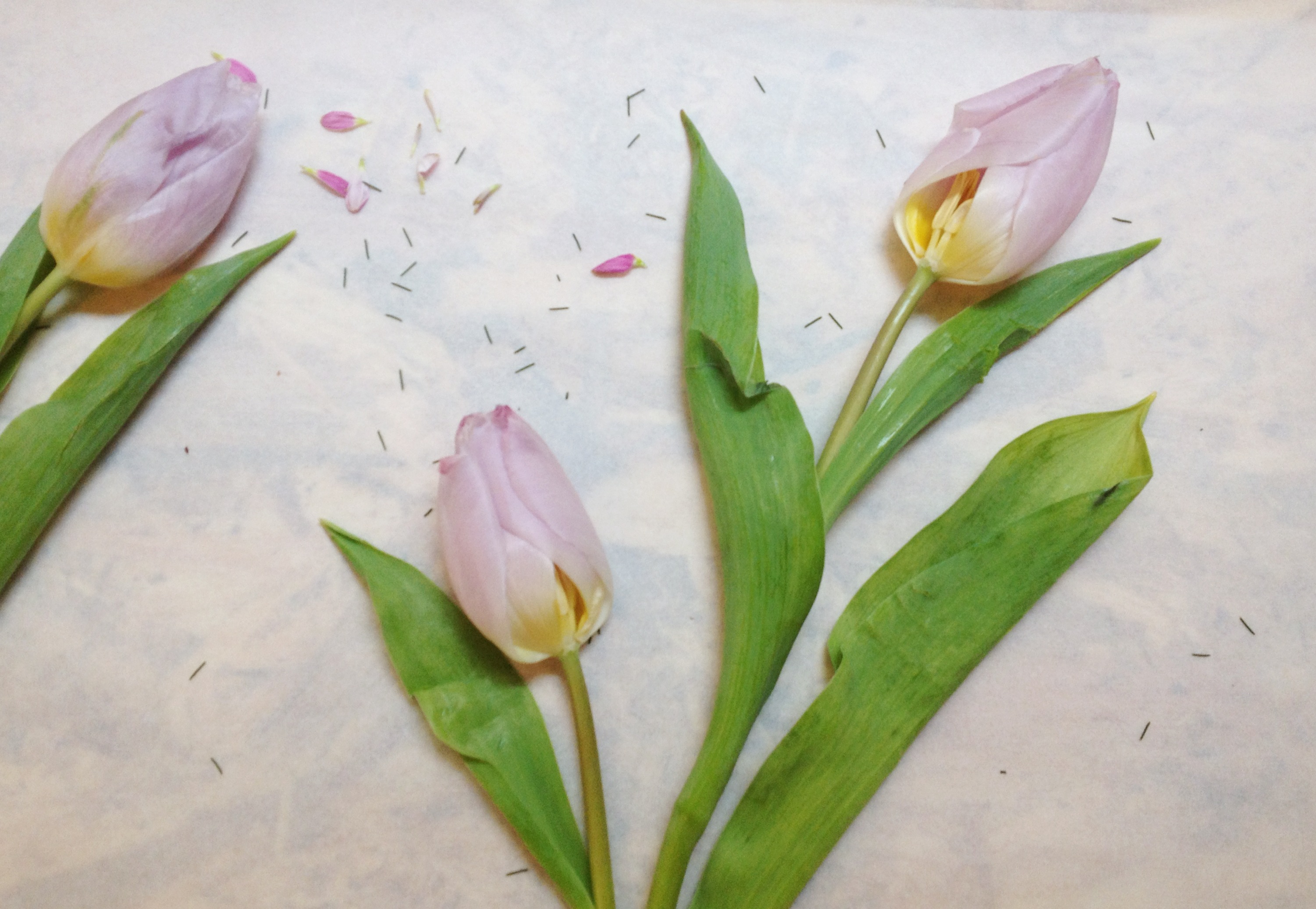 Flores prensadas pequeñas flores secas Scrapbooking DIY flor preservad–  Flowerhint